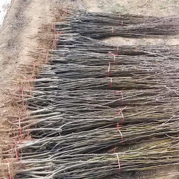 秋月梨樹苗怎麼種植比較好,哪裡有秋月梨樹苗多少錢一顆? 秋月梨樹苗怎麼種植比較好,哪裡有秋月梨樹苗多少錢一顆?