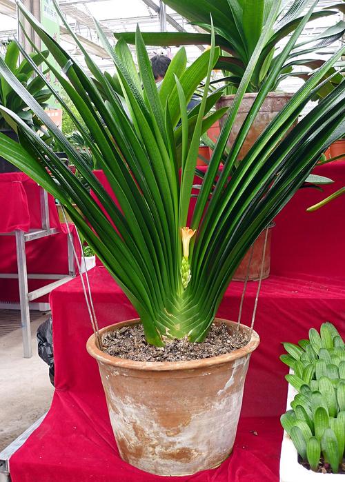 6種能養人的花，越養越有“好運氣”，建議養一盆