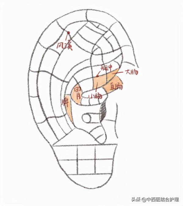 「中醫耳穴」耳穴治療腹瀉,這幾個穴位記準了 「中醫耳穴」耳穴治療腹瀉,這幾個穴位記準了