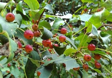 帶你回味童年吃過的46種野果子，記憶中的味道你還記得嗎？