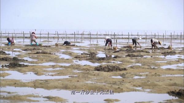 廣東湛江,一種海鮮常讓遊客不敢動筷子,卻有“天然味精”的美譽 廣東湛江,一種海鮮常讓遊客不敢動筷子,卻有“天然味精”的美譽