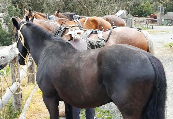 疏芬山，一座孕育巴拉瑞特、催生墨爾本的淘金小鎮（下）