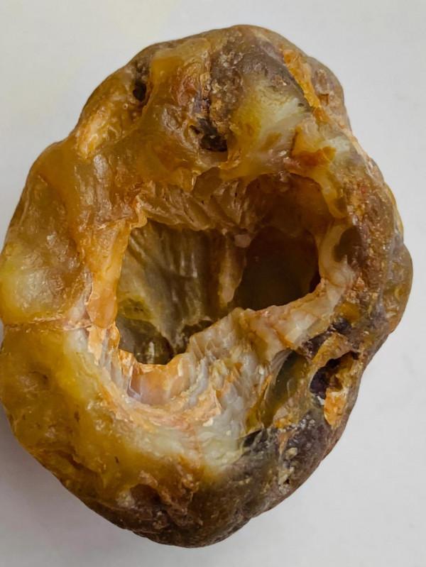 瑪瑙貝類古生物化石