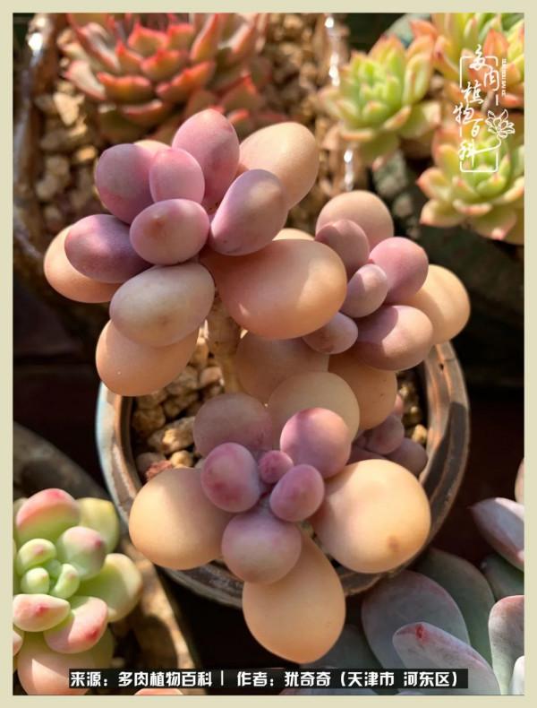 養多肉,累並快樂著!美好的事物,需要與大家分享 養多肉,累並快樂著!美好的事物,需要與大家分享