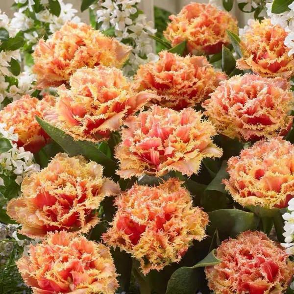 家裡養的小眾花，美豔有格調，養在家裡顏值超高