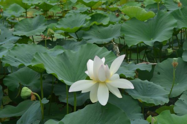 極目望遠（組詩）陝西 張新貴