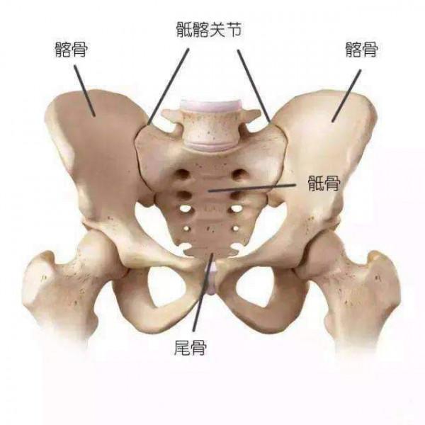 練瑜伽，這些基礎的解剖常識你要知道