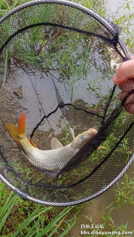 秋風秋雨釣秋水,大風大浪搏大鯉 秋風秋雨釣秋水,大風大浪搏大鯉