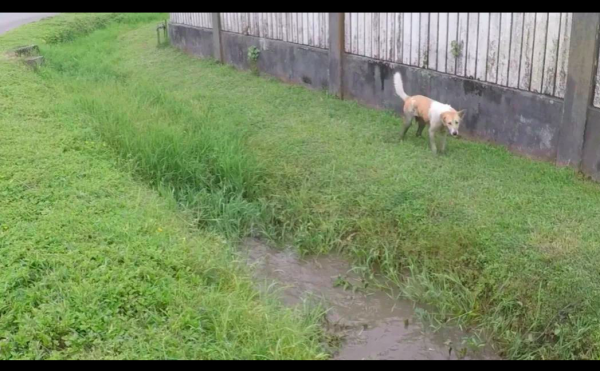 女士每次喂完流浪狗都被追,下定決心帶它回家後,才發現被套路了 女士每次喂完流浪狗都被追,下定決心帶它回家後,才發現被套路了