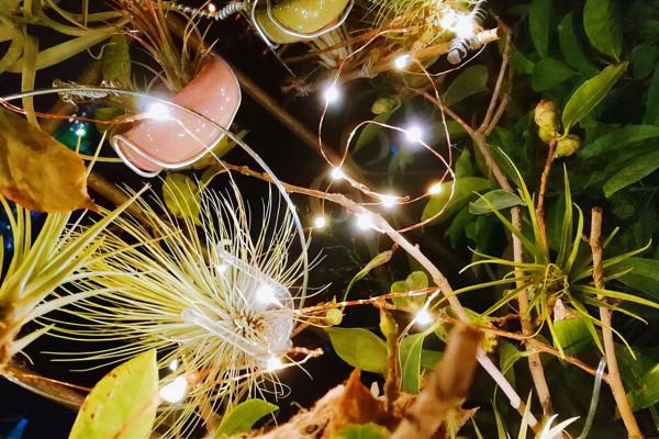 歷年來很火的8種網紅花，快來看看，你家裡種植了幾種？