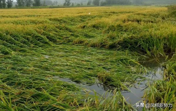 2022年是&OpenCurlyDoubleQuote;虎年&rdquo;！俗話說：小逆之年，地收天不收！是災年嗎？