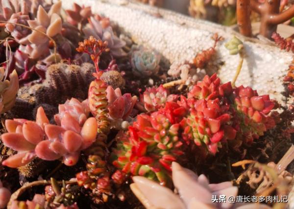 大開眼界,原來生活中的好多東西都可以拿來養多肉,這下可省錢了 大開眼界,原來生活中的好多東西都可以拿來養多肉,這下可省錢了