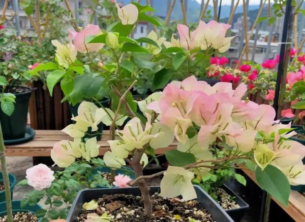 八種花,養成老樁最“旺家”,開花倍有精神氣兒 八種花,養成老樁最“旺家”,開花倍有精神氣兒