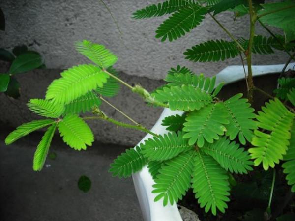 除了最常見的綠蘿，這些花&OpenCurlyDoubleQuote;也有毒&rdquo;，快看看你家裡有沒有