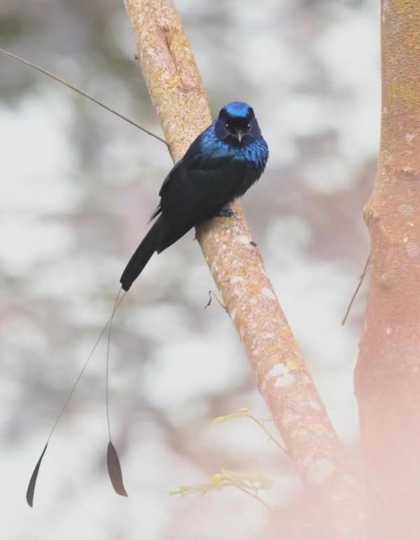 墨脫拍小盤尾的故事