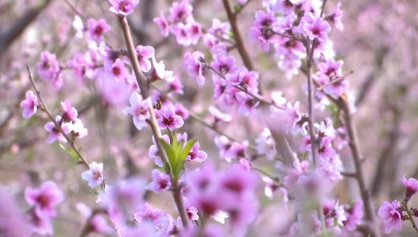 來這裡 與春天撞個滿懷