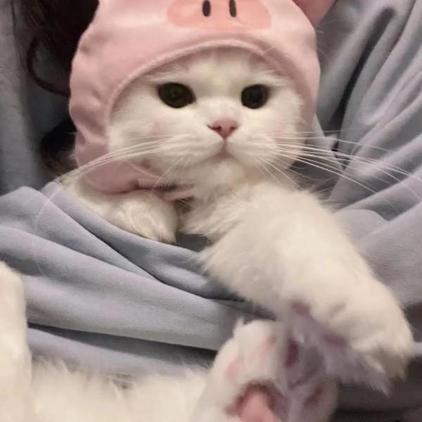 貓貓情侶頭像｜每天醒來都像奧特曼一樣 接受新的打擊