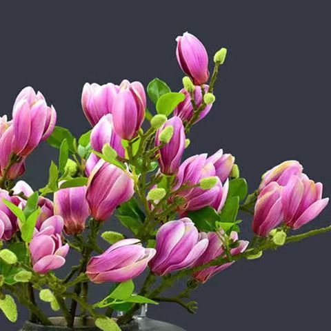 “家中養三花，旺人又旺家”，老祖先留下的經驗，真的有道理