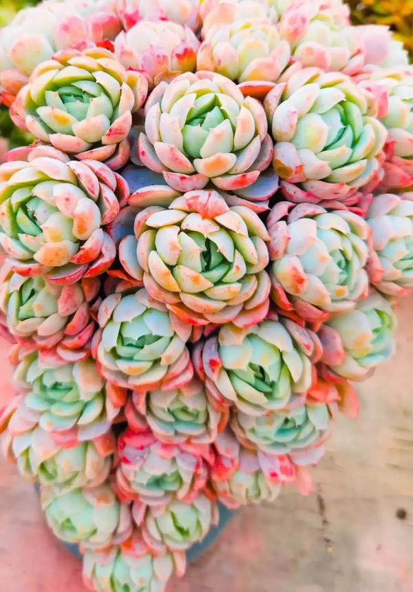 分享圖片，可愛的多肉們，收藏了