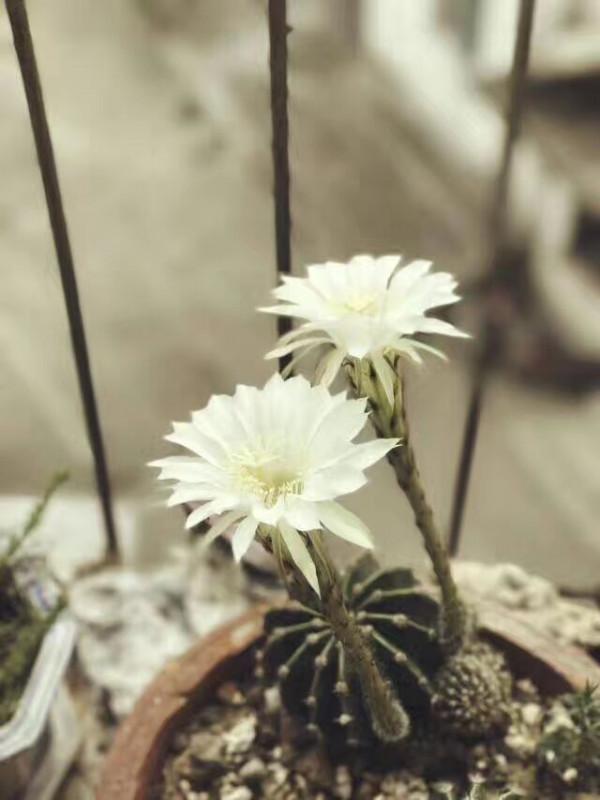 看，我養了三年的仙人球開花了