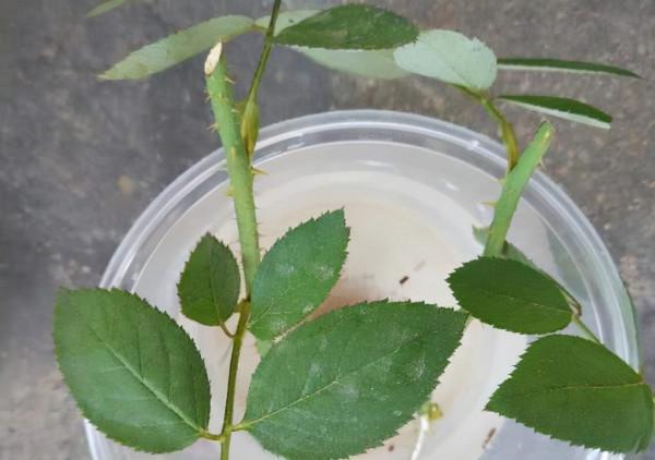 大神養花從不買&OpenCurlyDoubleQuote;生根粉&rdquo;，只用廚房&OpenCurlyDoubleQuote;2調味劑&rdquo;，方便又管用