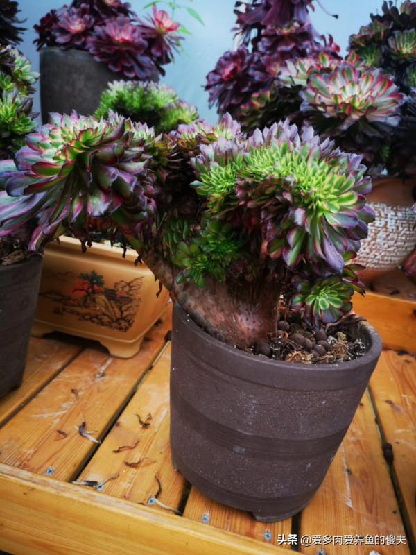 適合我們南方煉獄區的多肉推薦這些，養護簡單度夏輕鬆成就感爆棚