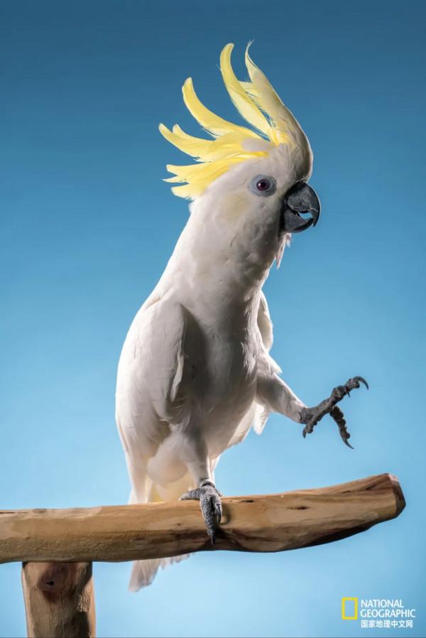 太有文化了,鸚鵡乾飯有多可怕 太有文化了,鸚鵡乾飯有多可怕