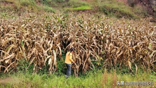「化石探索」第10期:尋甸化石之旅(四) 「化石探索」第10期:尋甸化石之旅(四)