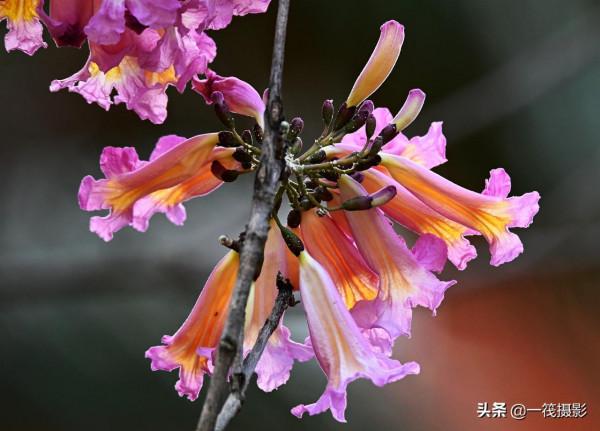 美麗的紫繡球花風鈴木