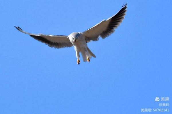 俊美空中小霸主“黑翅鳶”