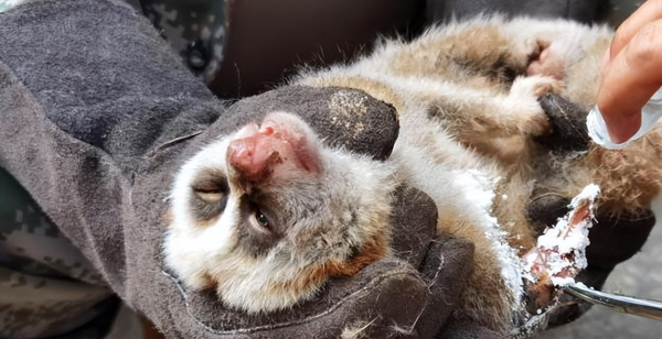 好聰明！雲南一蜂猴受傷跑到醫院“求治療”，為國家一級保護動物