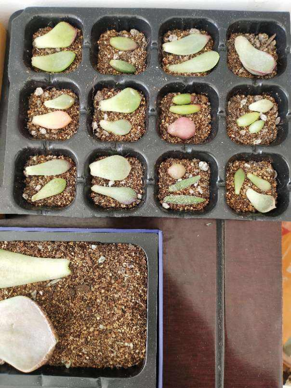 菸絲在啤酒裡泡一天，5天給花喝一勺，安全殺蟲無汙染