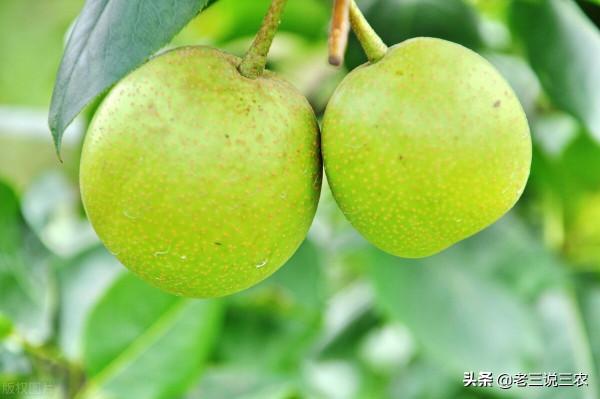 內行人種梨樹,不是澆水越多越好!這3個指標,弄懂了,不吃虧 內行人種梨樹,不是澆水越多越好!這3個指標,弄懂了,不吃虧