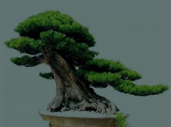 樹姿古雅，婆娑蔥蘢，蒼勁挺拔四季長青盆栽精美的羅漢松請您鑑賞