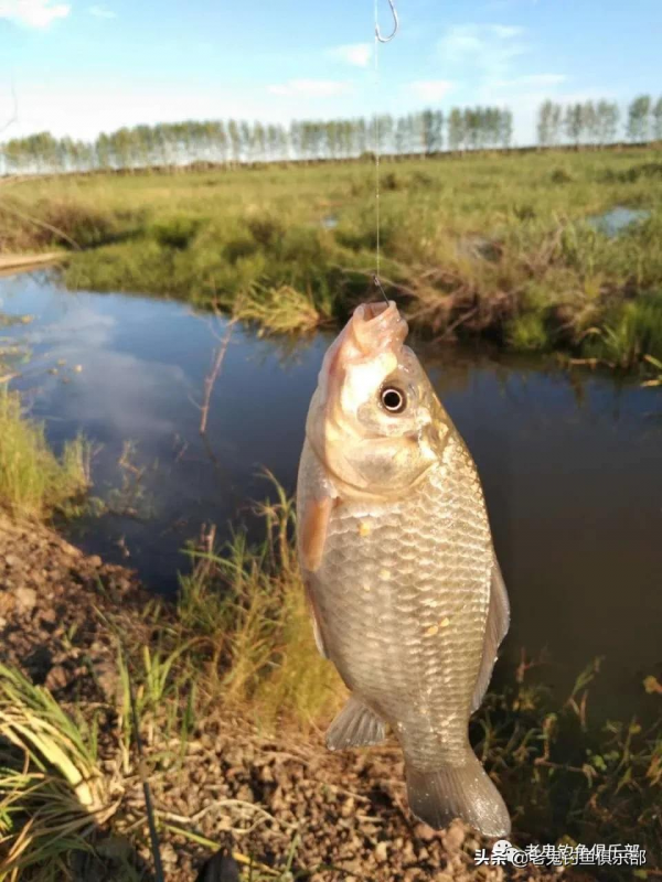 小水渠釣板鯽，瘋狂連竿