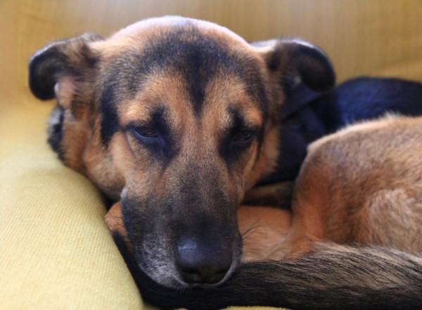 適合內向性格的10大品種寵物狗