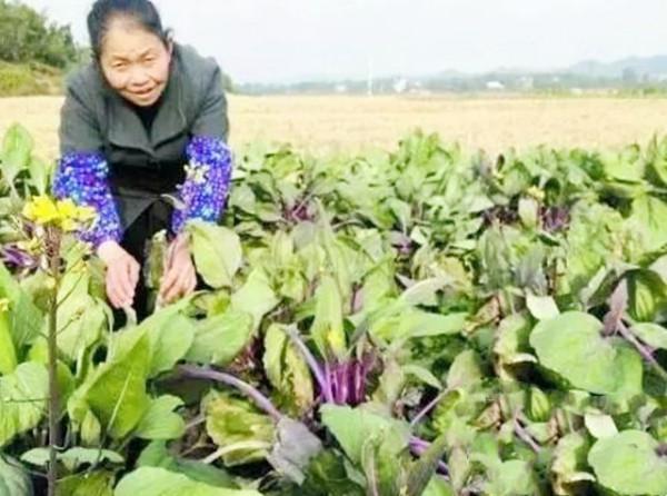 為供兩個女兒上學,每天背5卡車貨物的“板車哥”,後來過得怎樣 為供兩個女兒上學,每天背5卡車貨物的“板車哥”,後來過得怎樣