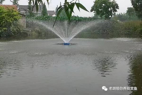 魚缸是否必須要加氣泵 魚缸是否必須要加氣泵
