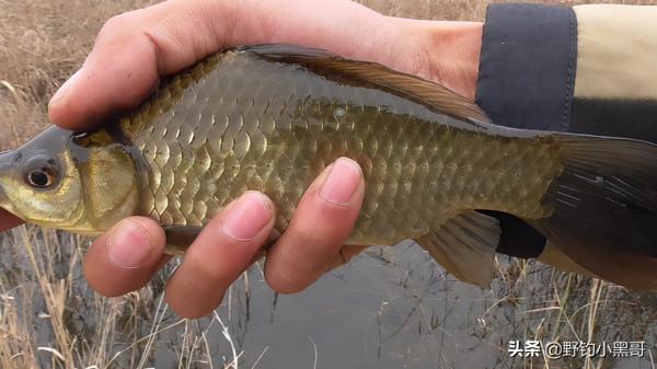 野釣,秋天是釣魚的大好時機,把握這2點就能收穫滿滿的 野釣,秋天是釣魚的大好時機,把握這2點就能收穫滿滿的