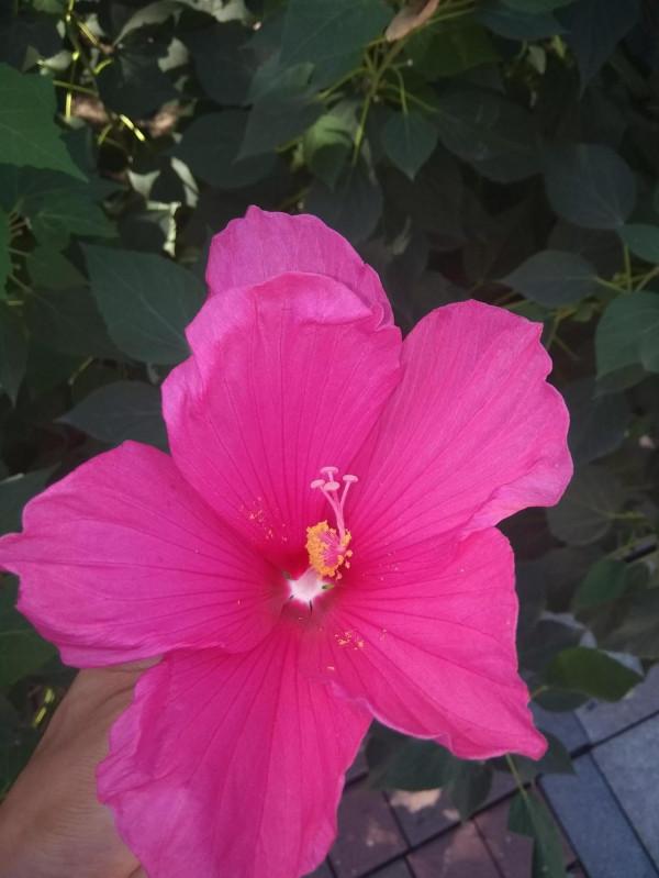 人體是由哪些物質組成的 人體是由哪些物質組成的