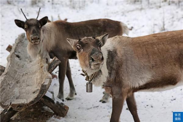 中國最後一支馴鹿部落：放養馴鹿為生，向遊客展示馴鹿部落遷徙史