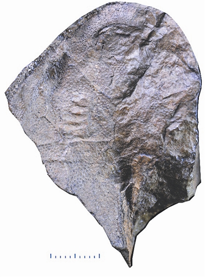 高棘四營魚：能抗能打的盔甲魚