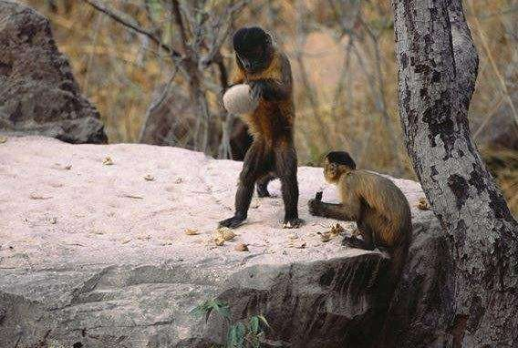 巴拿馬猴群進入“石器時代”，雌雄分工明確，恐會進化為新人類？