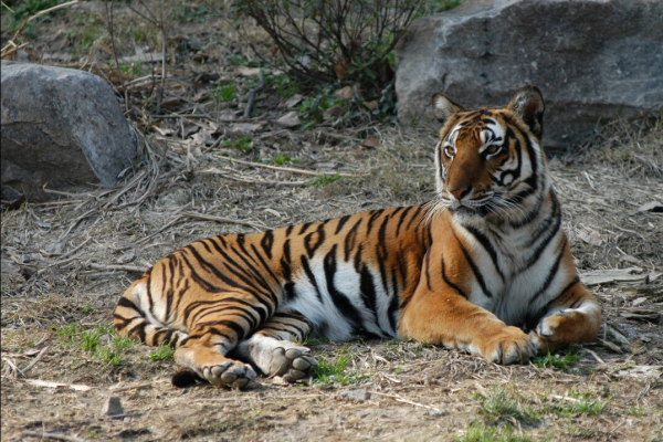 我國永久消失的23種野生動物,僅剩下標本,它們消亡於人類的貪慾 我國永久消失的23種野生動物,僅剩下標本,它們消亡於人類的貪慾
