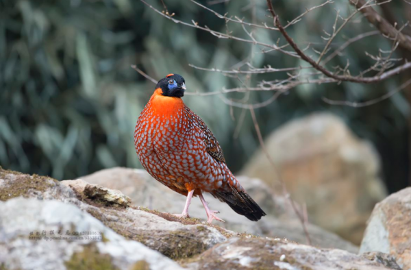 瀕臨滅絕的鳥類有多漂亮？黑頭角雉和黑鸛告訴你，什麼才是氣質