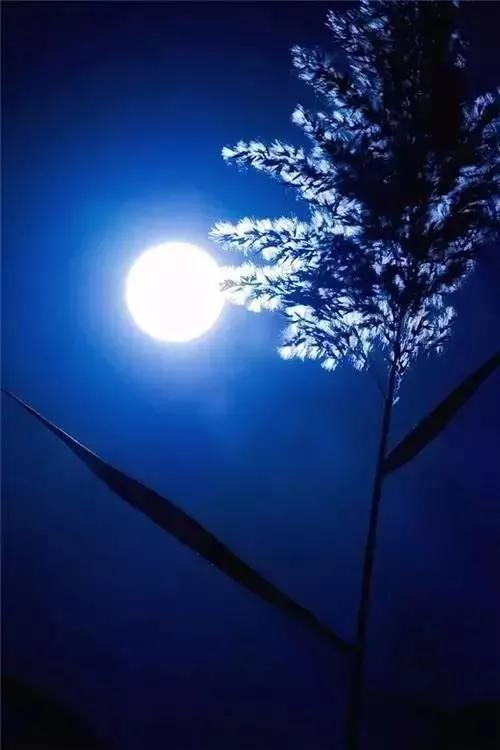 八月十五中秋節 八月十五中秋節