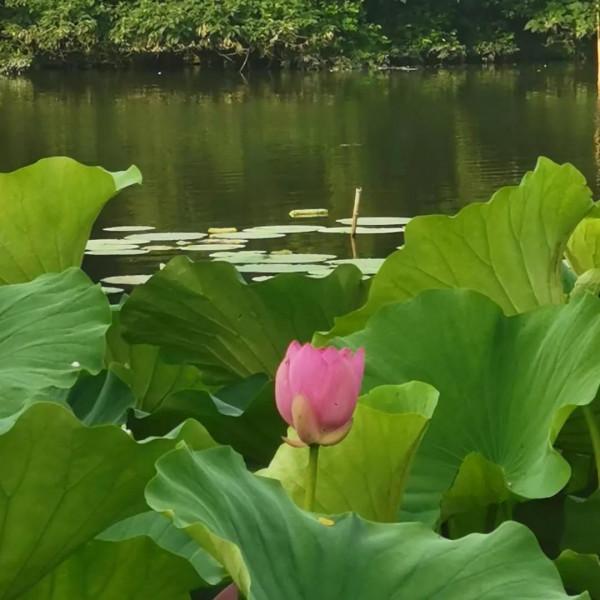 秋日殘荷（散文）