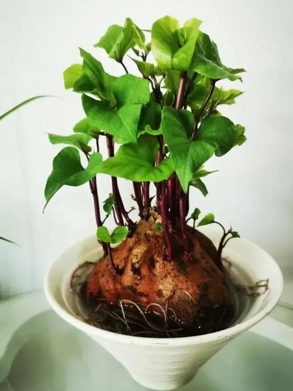 養個紅薯盆景吧