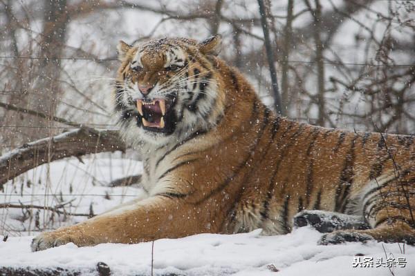 貓的彈跳力驚人或許跟老虎一樣