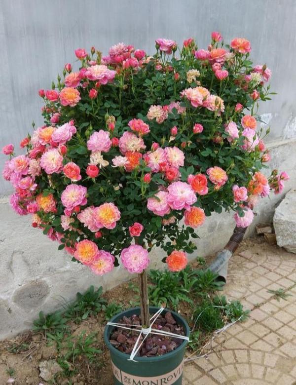 家裡有院子,建議種一些能觀賞的樹,小投入,大收穫,划算 家裡有院子,建議種一些能觀賞的樹,小投入,大收穫,划算